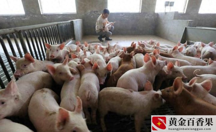 养殖证如何办理需要什么手续