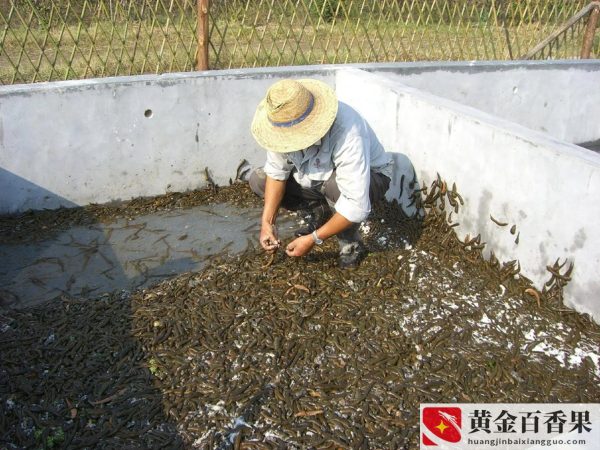 水蛭养殖真实利润有多少钱