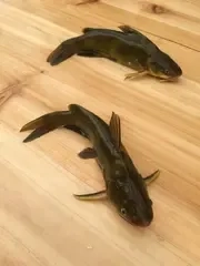 有人养殖黄骨鱼吗