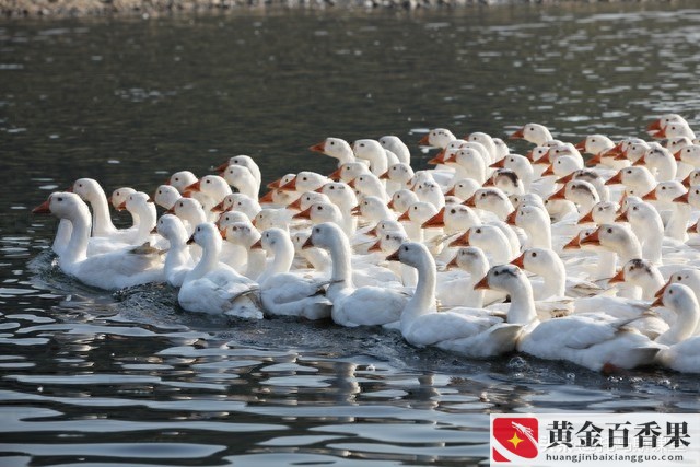 养殖证怎么办理
