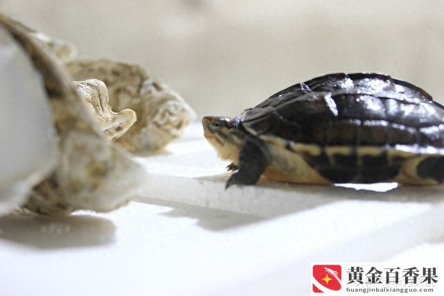 石金钱龟为什么不建议养