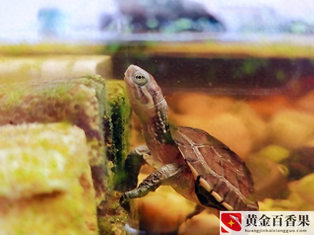 石金钱龟为什么不建议养