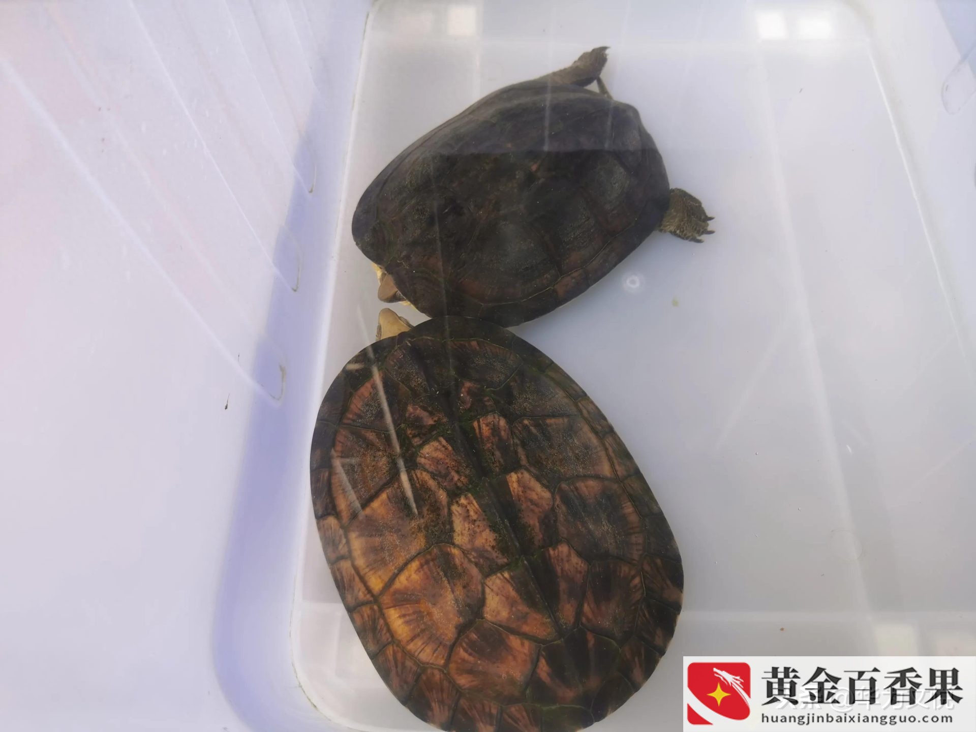 石金钱龟为什么不建议养