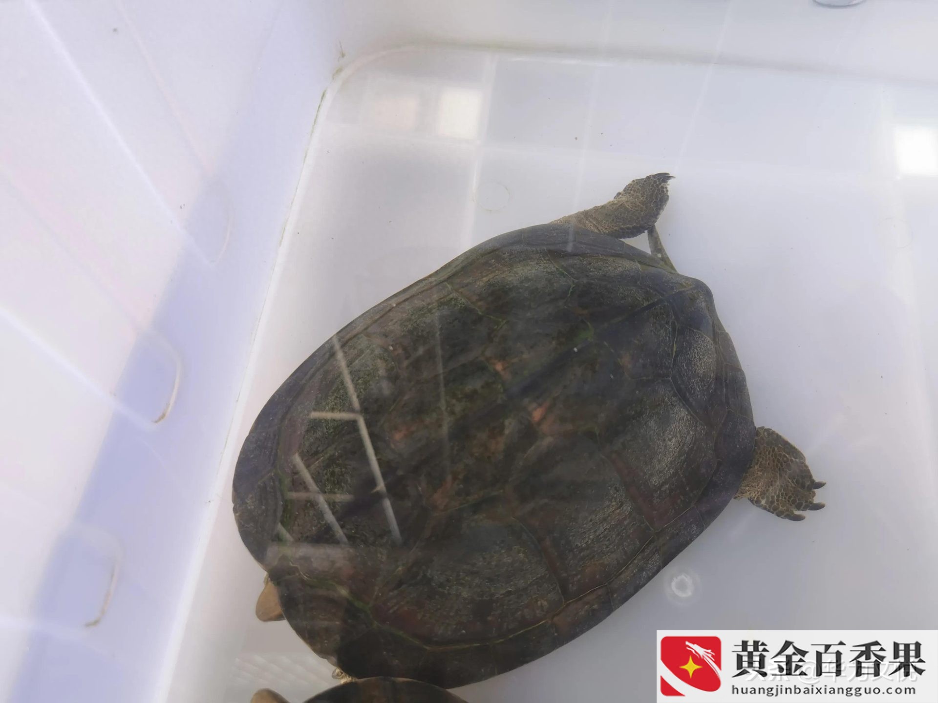 石金钱龟为什么不建议养