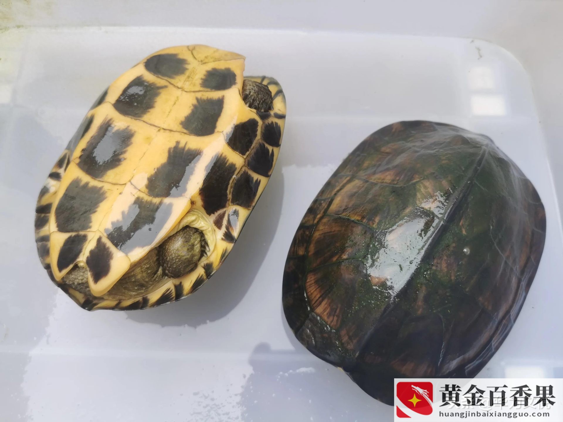 石金钱龟为什么不建议养
