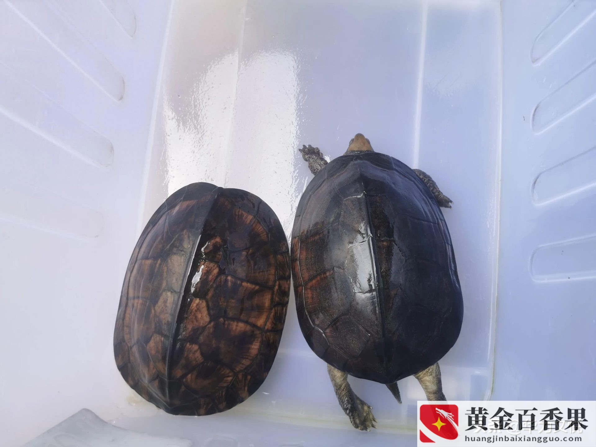 石金钱龟为什么不建议养