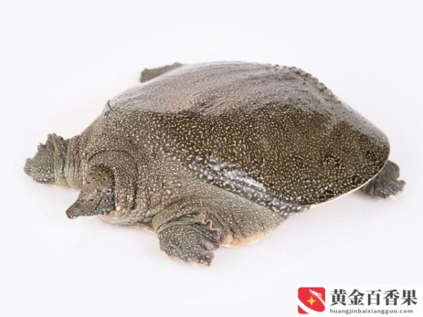 养甲鱼是聚财还是破财