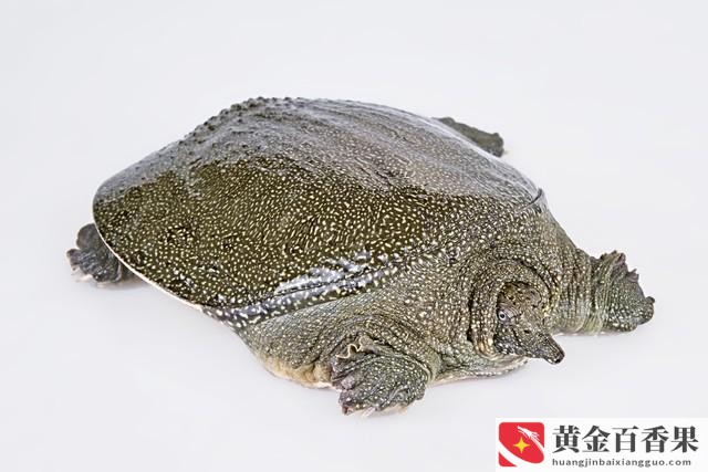 养甲鱼是聚财还是破财