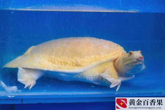 养甲鱼是聚财还是破财