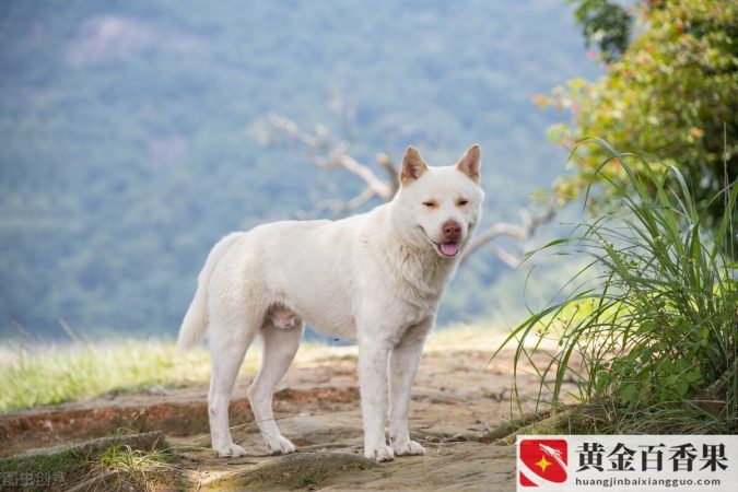 土狗养殖成本和利润