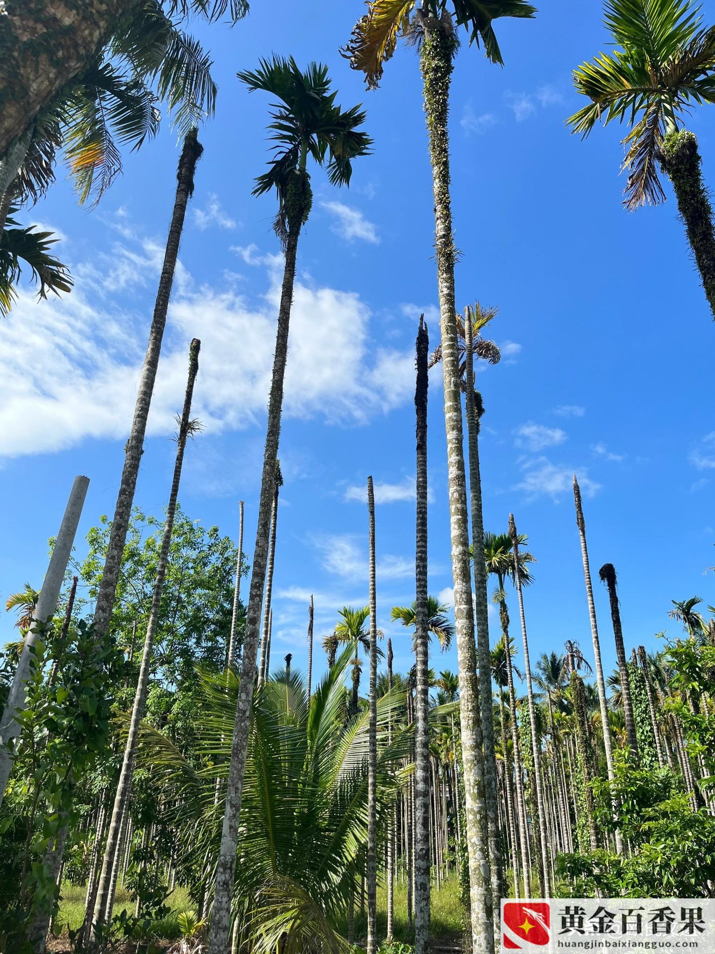 海南种植什么比较赚钱