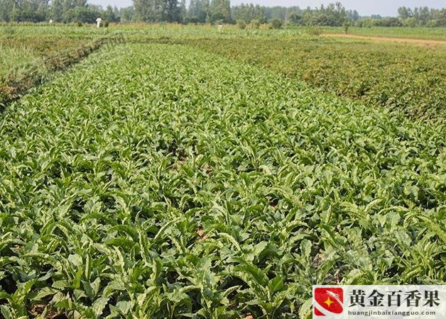 适合穷人没本钱的种植药材