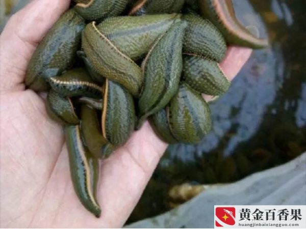 蚂蝗能卖多少钱一斤