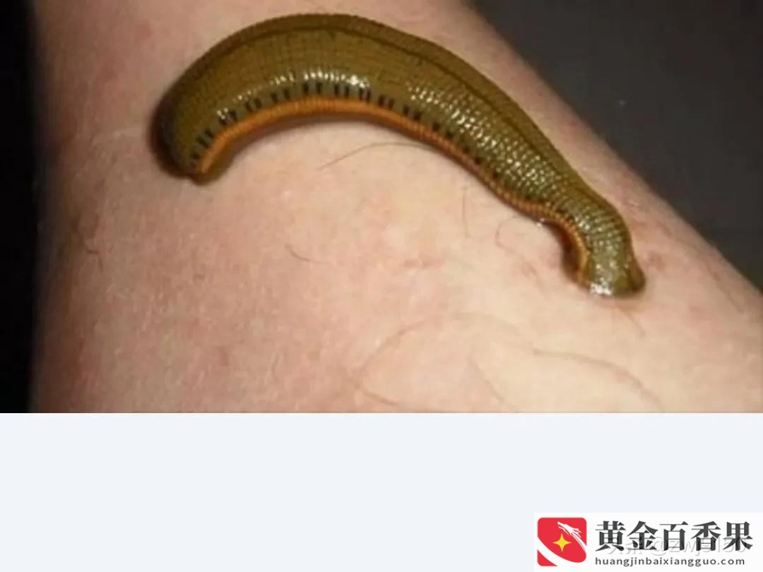 蚂蝗能卖多少钱一斤