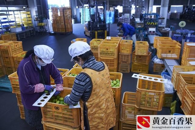 农村在家创业干点啥好挣钱？我想在家创业找项目？