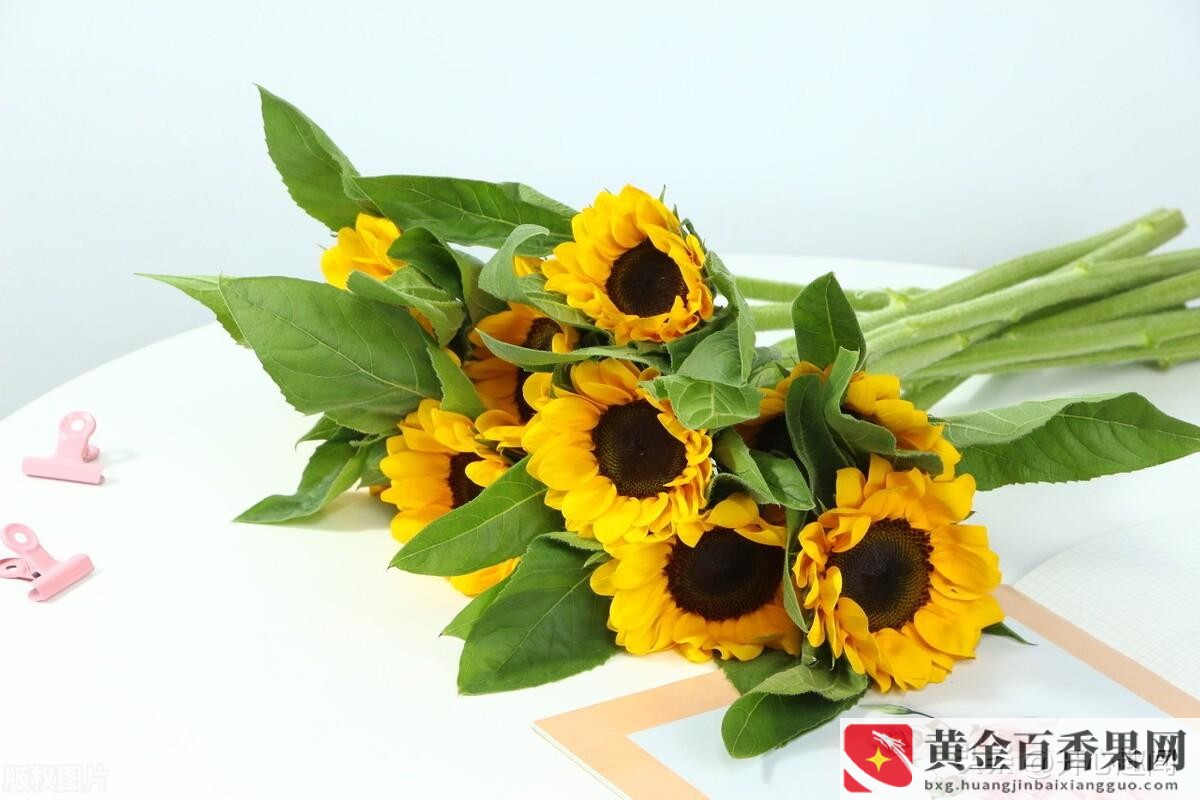 开业除了送花篮还可以送什么