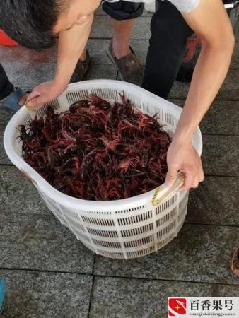 小龙虾批发价格最便宜的是哪里