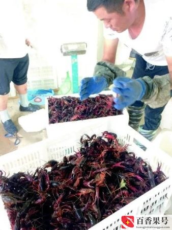 小龙虾批发价格最便宜的是哪里