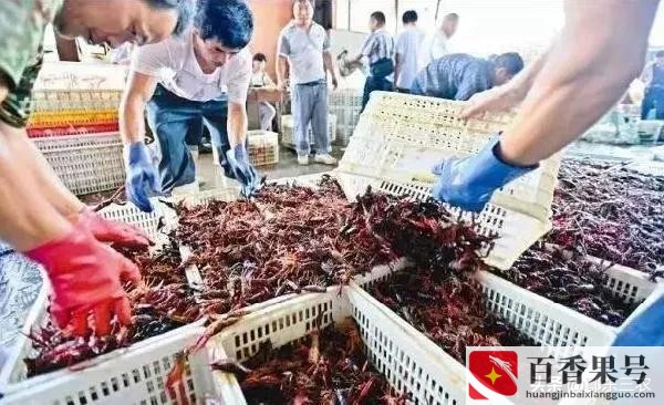 小龙虾批发价格最便宜的是哪里