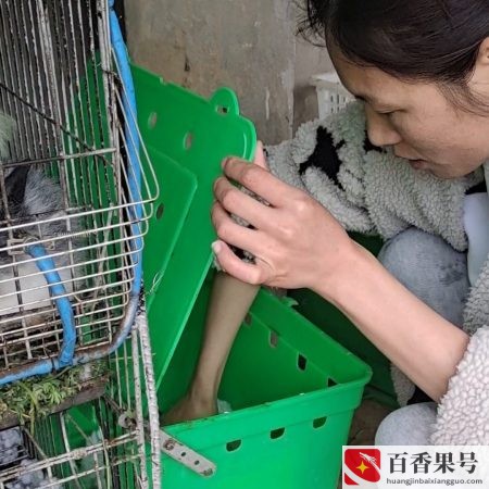 养兔子利润高吗？养兔子一年挣多少钱？