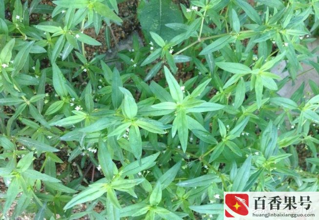 药材种植什么最赚钱找制药厂合作