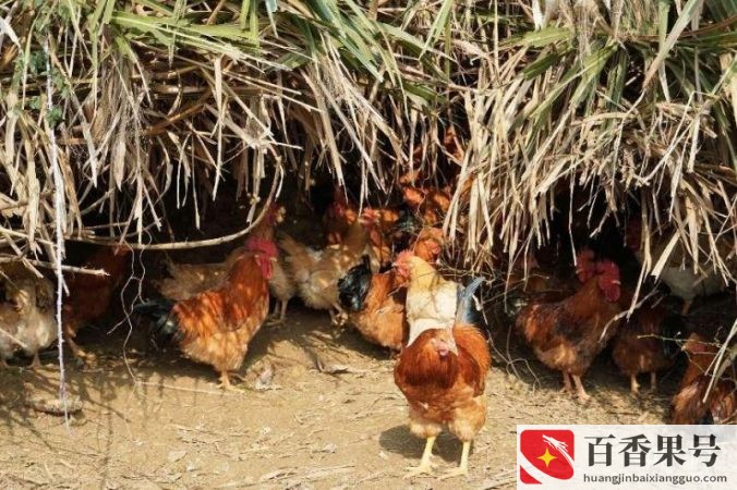 湖南养殖业养什么最好？湖南养什么最赚钱农村？