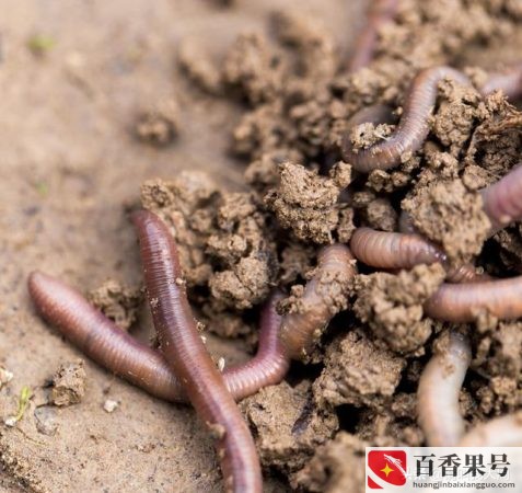 湖南养殖业养什么最好？湖南养什么最赚钱农村？