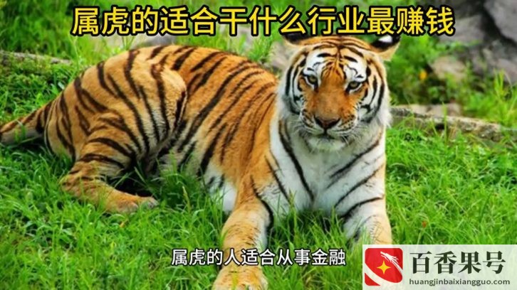 属虎做什么工作一碰就发财？属虎做什么最容易发财？